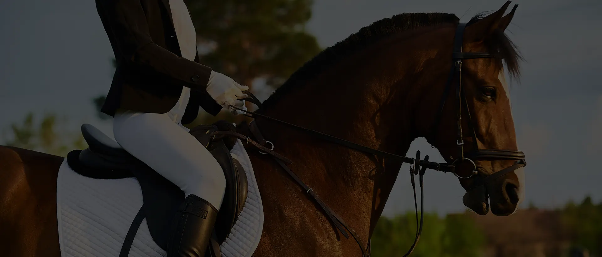 Nos amis à quatre pattes